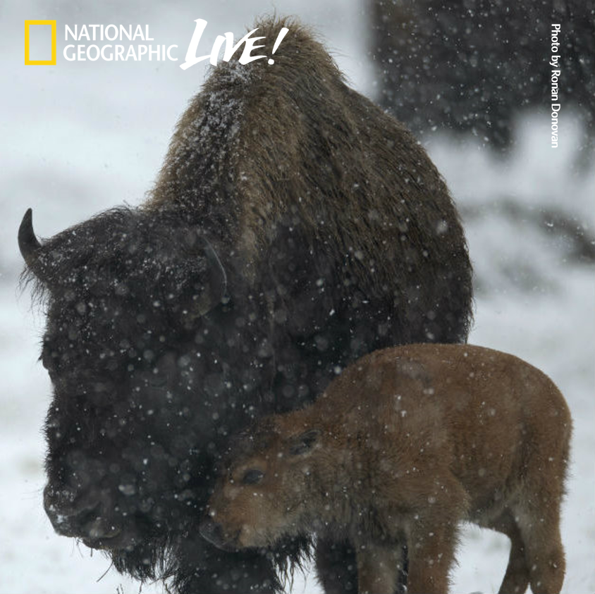 National Geographic Live - Ronan Donovan - Social By Nature - Jan. 8 and 9, 2019 - at the Kauffman Center for the Performing Arts