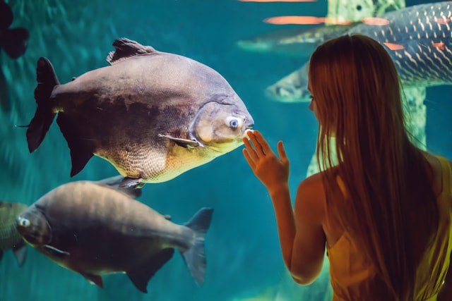 A person with long hair is standing in front of an aquarium tank, touching the glass as a large, round fish swims nearby. Just hours before, they were dining near Kauffman Center, savoring the city's vibrant culinary scene.